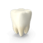 dentists-tijuana-periodontics-tooth